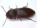 Agriotes obscurus